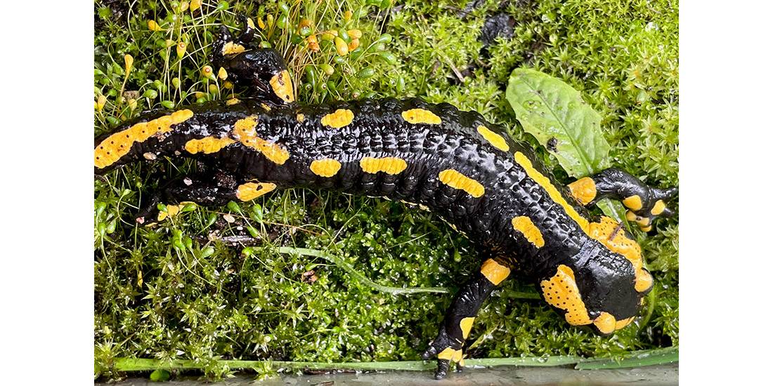 Der Feuersalamander (Foto: E. Hofmann)