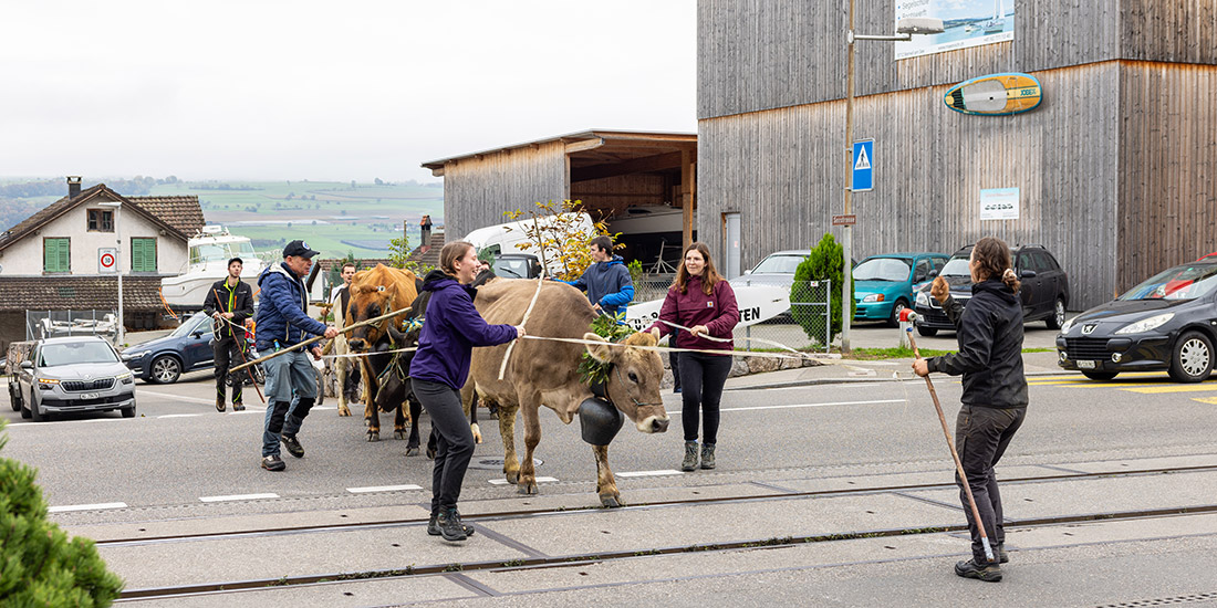 alpabzug beinwil 1