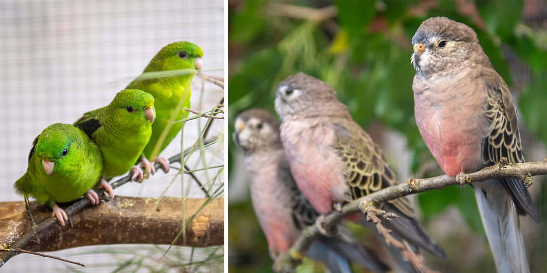 ziervogelfreunde vogelschau 1