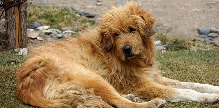 Dorfheftli Das Monatsmagazin für Gemeinden Husten beim Hund