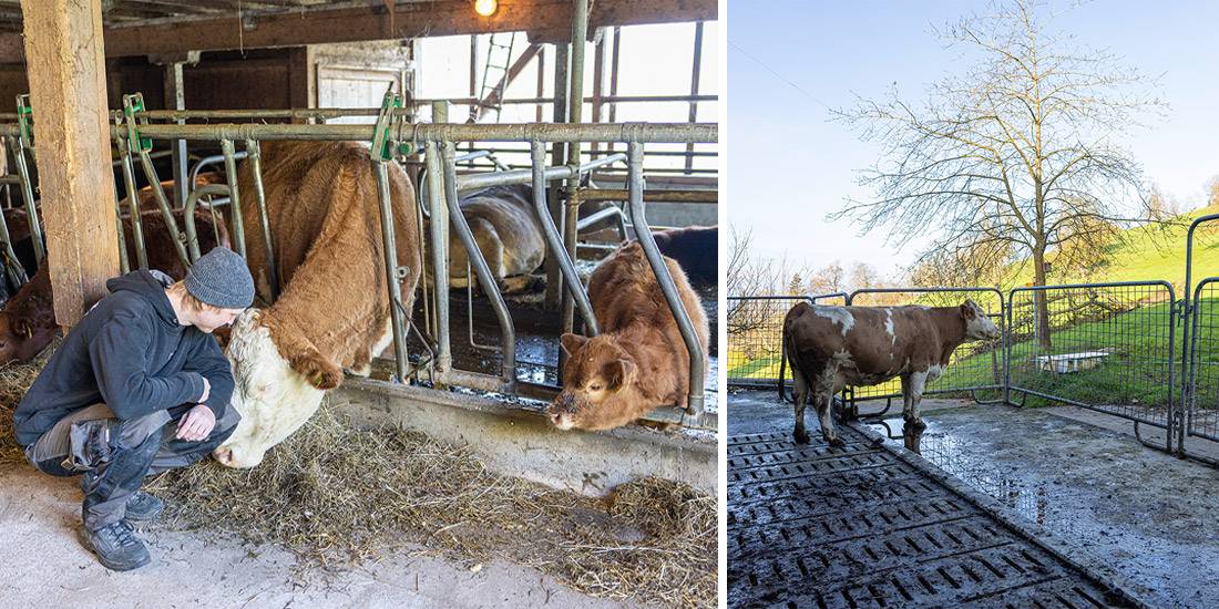 Cyril Wechsler kennt seine Kühe nicht nur mit Namen. Rechts: Auch in den Wintermonaten ist genug Auslauf möglich.