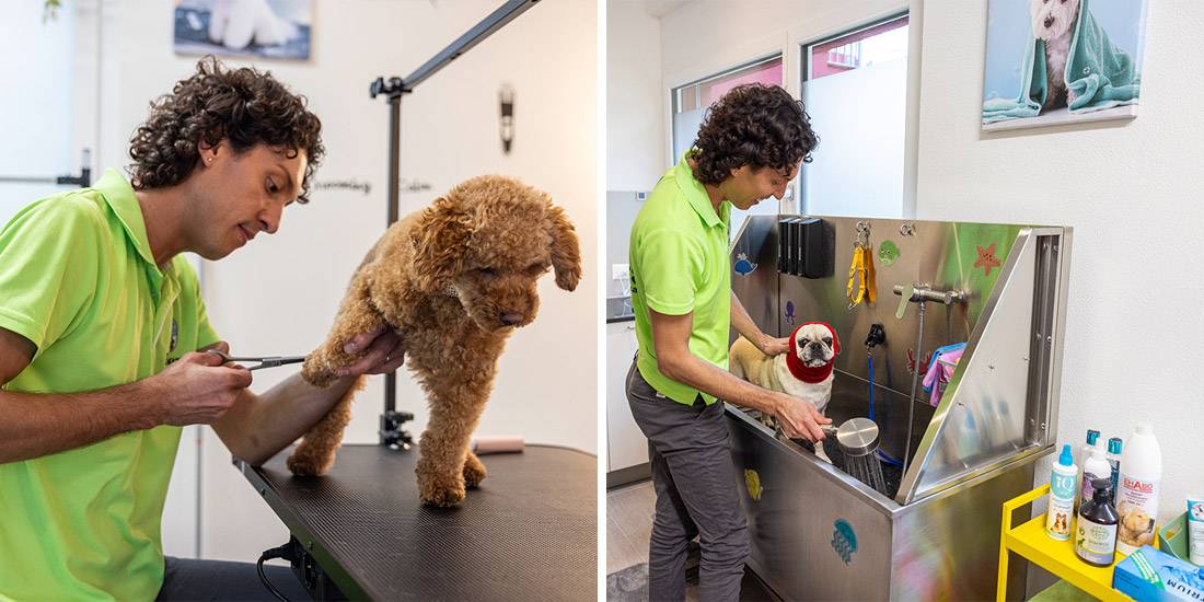 Hund Jordy lässt sich brav die Haare schneiden.. Rechts: Hunde, wie hier Jimmy, können im Waschbecken gereinigt werden.