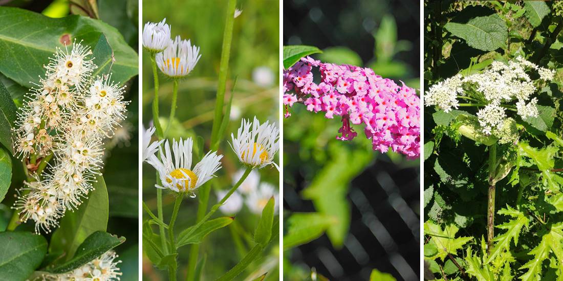 v.l.n.r.: Blühender Kirschlorbeer, Einjähriges Berufkraut, Sommerflieder (Schmetterlingsbaum), Riesenbärenklau an der Wyna.